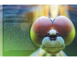 Большая книга о насекомых. 1001 фотография