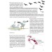 Каково быть птицей: о полетах и гнездовании, кормлении и пении. Как и чем живут самые известные птиц