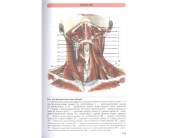 Атлас анатомии человека. Учебное пособие для студентов
